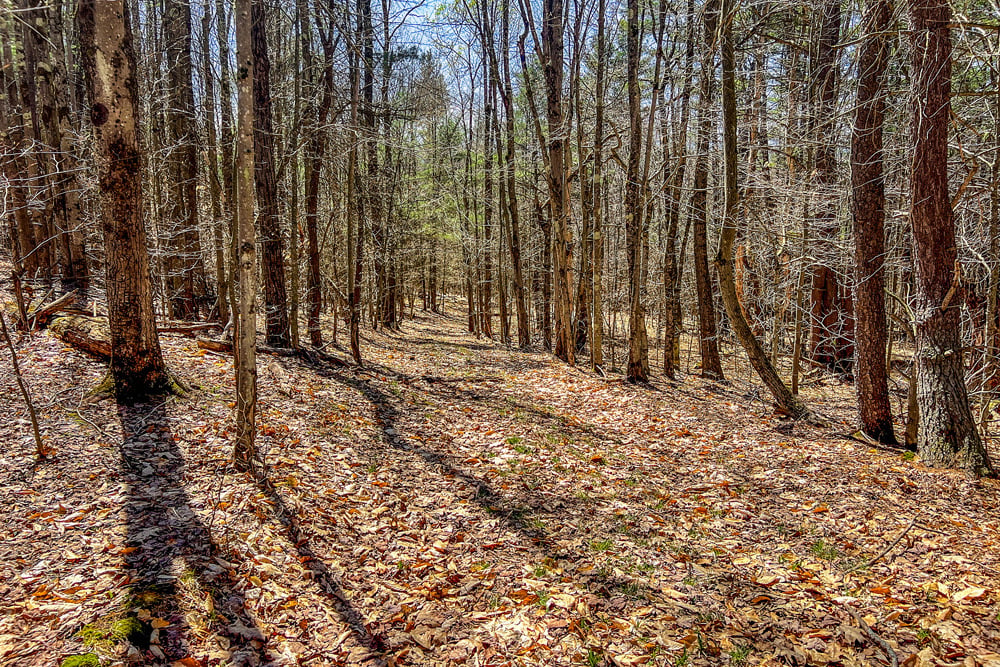 Logging/ATV Trails - Frank Slawson Road