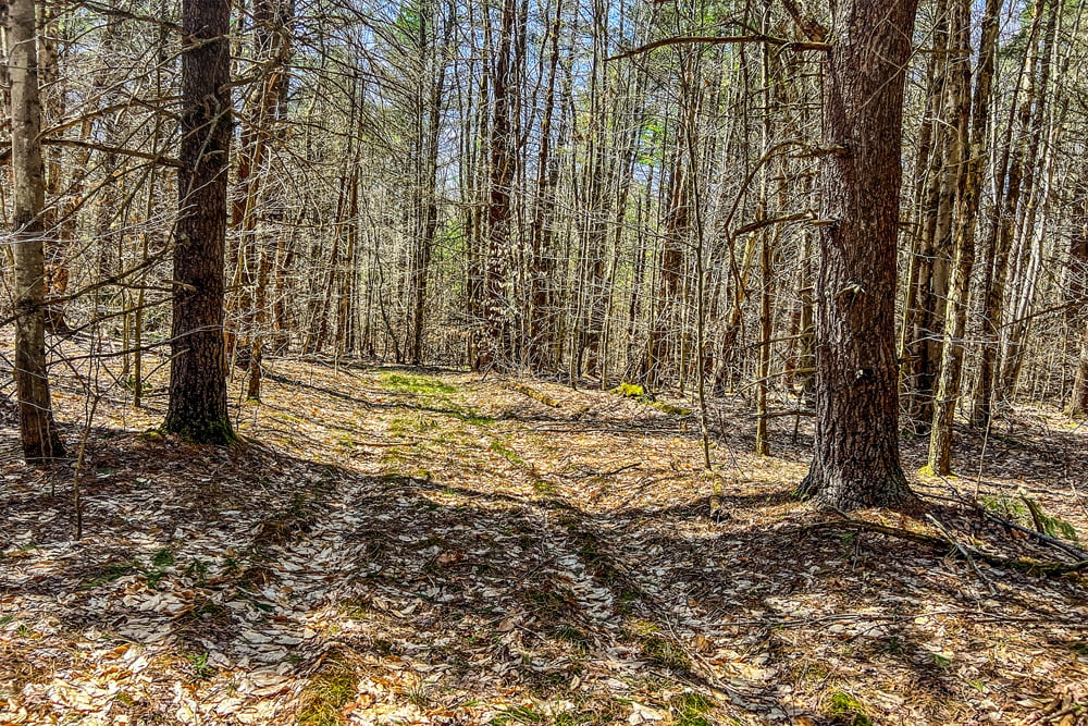 Logging/ATV Trails - Frank Slawson Road