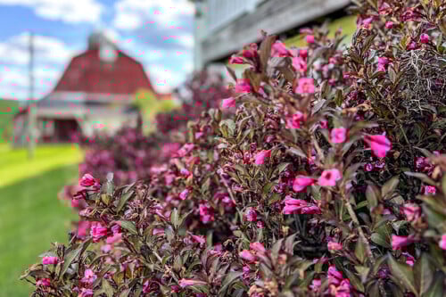 barn flowers
