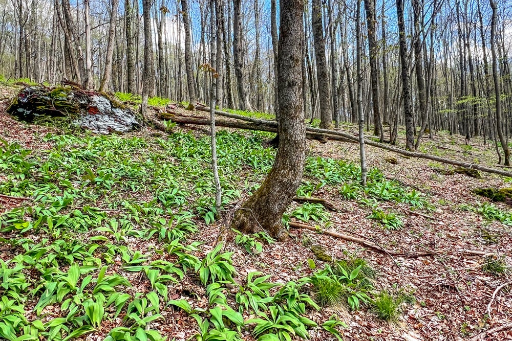 1264 Betty Brook Road - Fields of Ramps