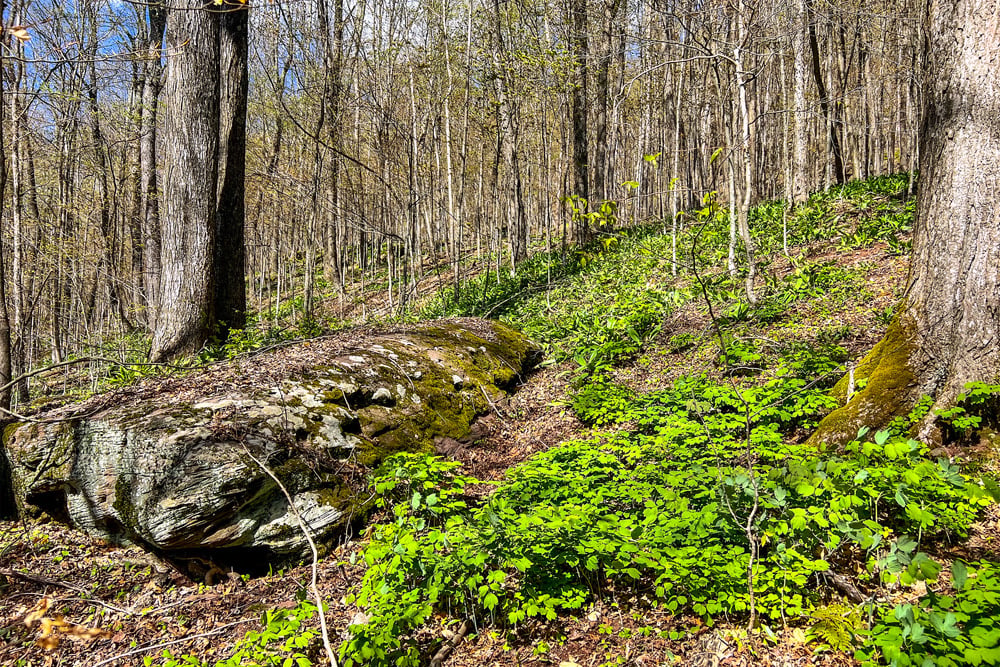 1264 Betty Brook Road - Fields of Ramps