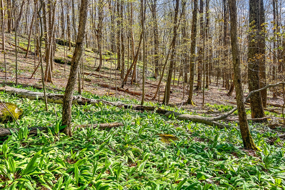 1264 Betty Brook Road - Fields of Ramps