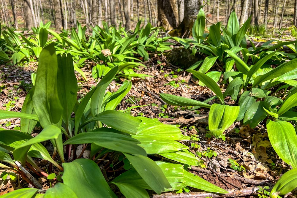 1264 Betty Brook Road - Fields of Ramps