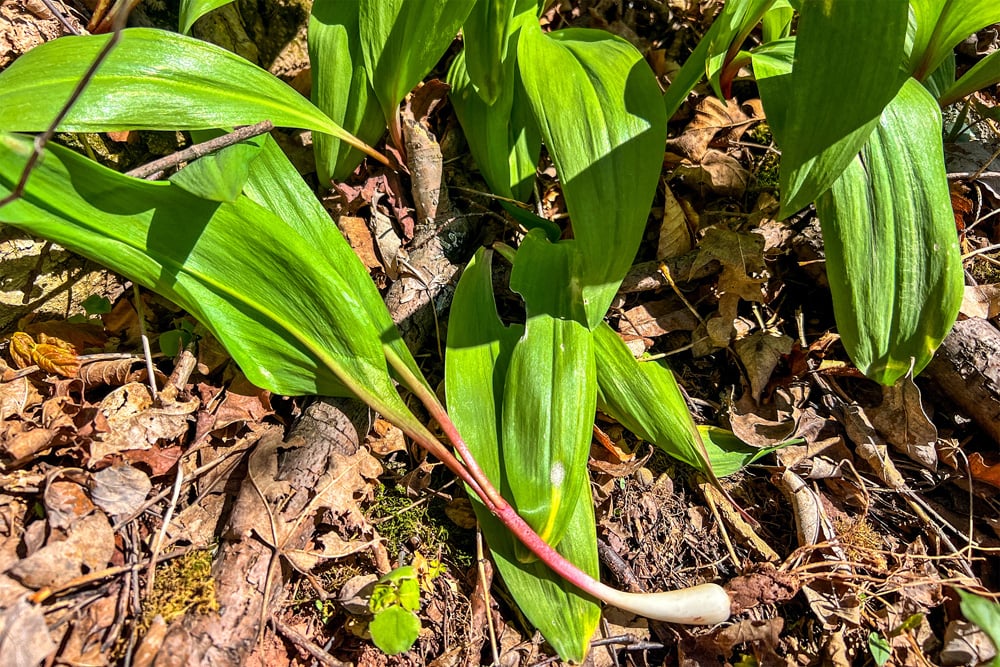 1264 Betty Brook Road - Fields of Ramps