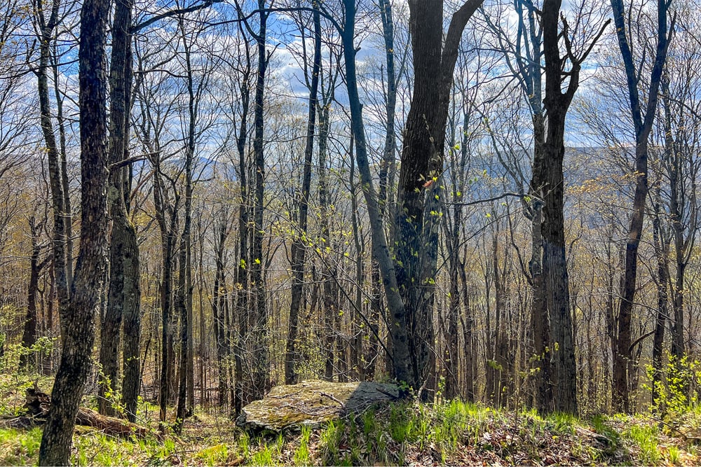 1264 Betty Brook Road - 45 Acres to hike and explore