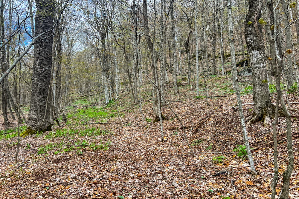 1264 Betty Brook Road - 45 Acres to hike and explore