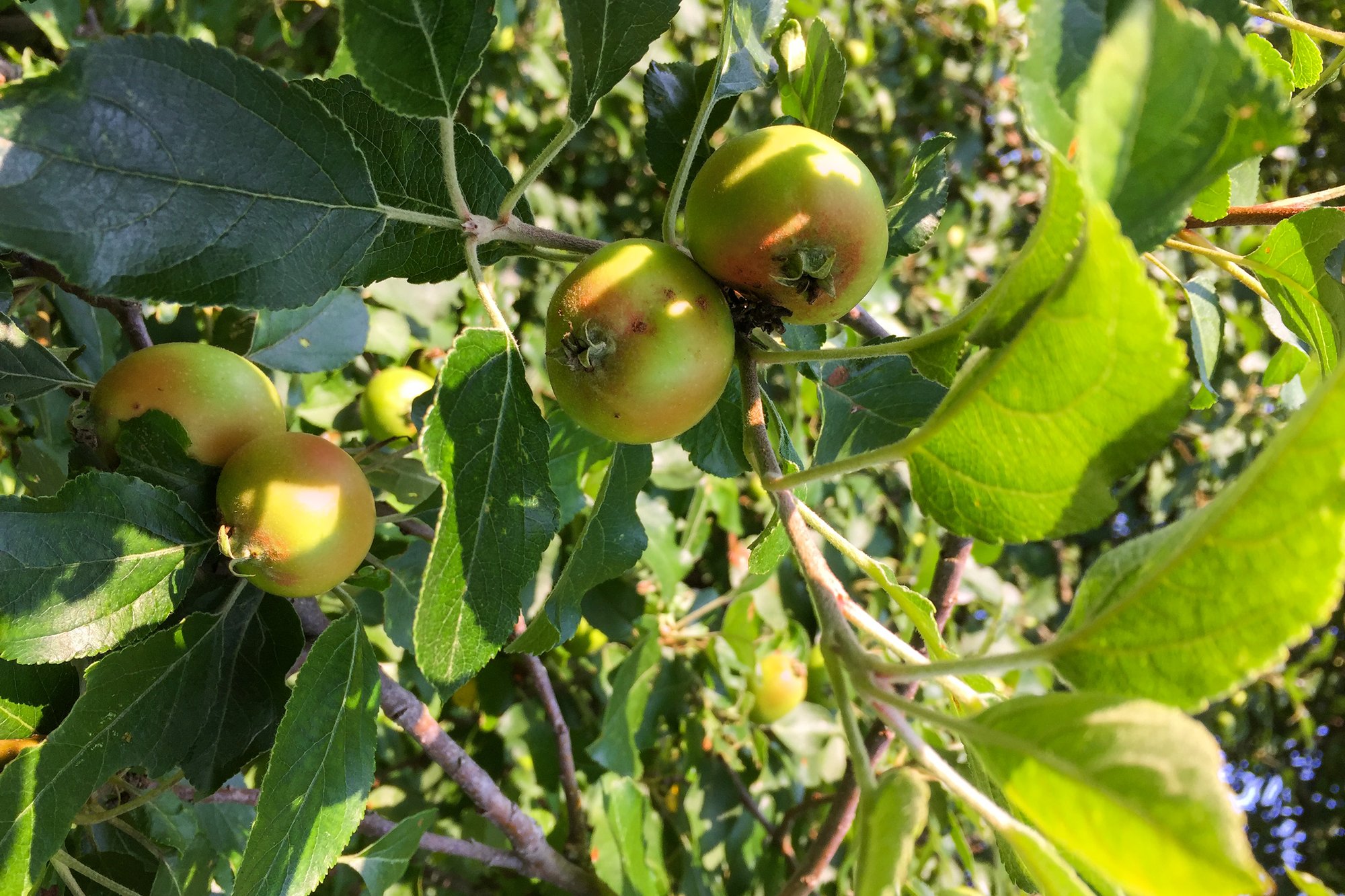 1264 BettyBrook APPLES