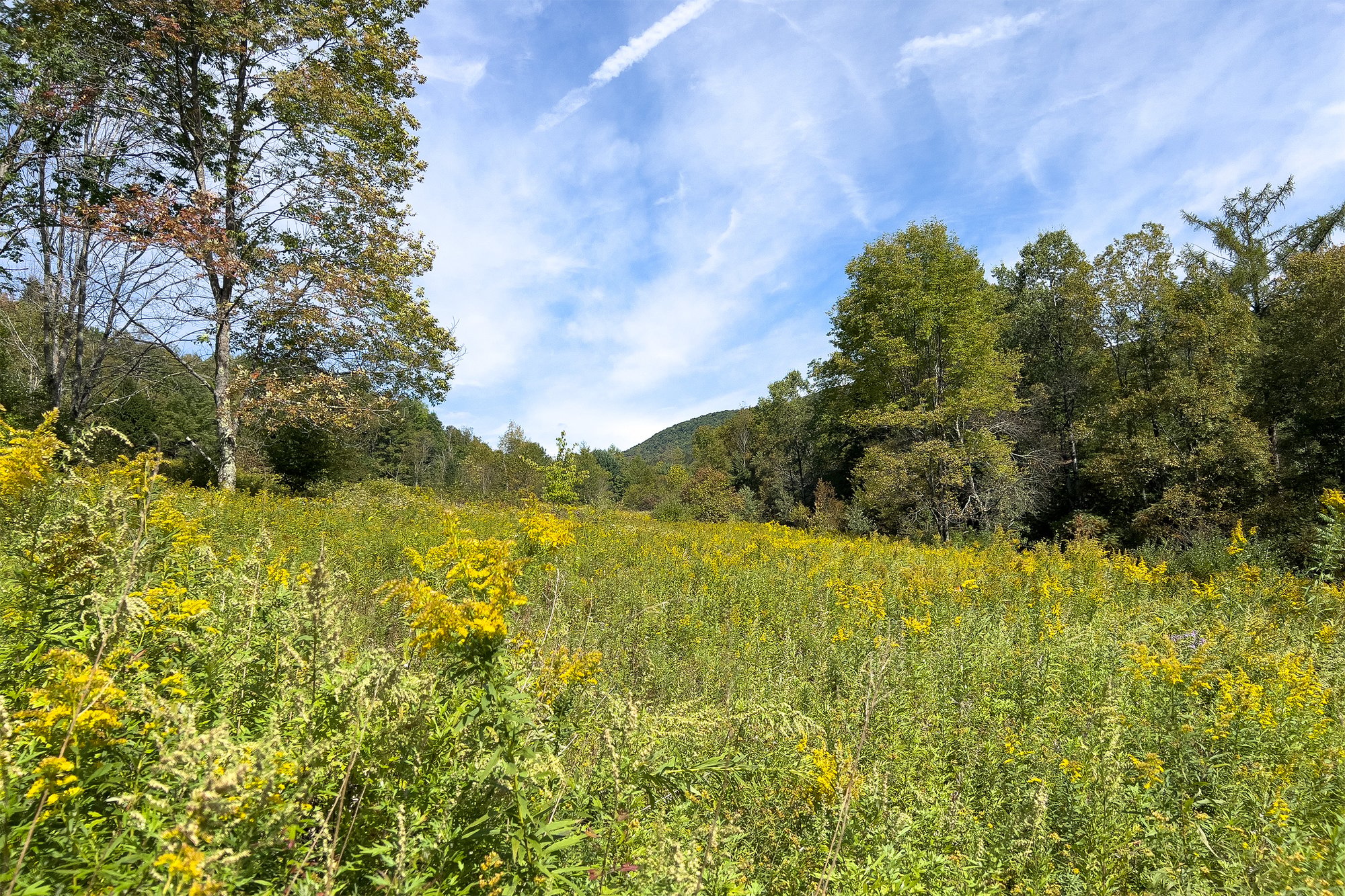 060 Adjacent 1,000+ NYS-NYC Land -- 1685 Dry Brook Rd
