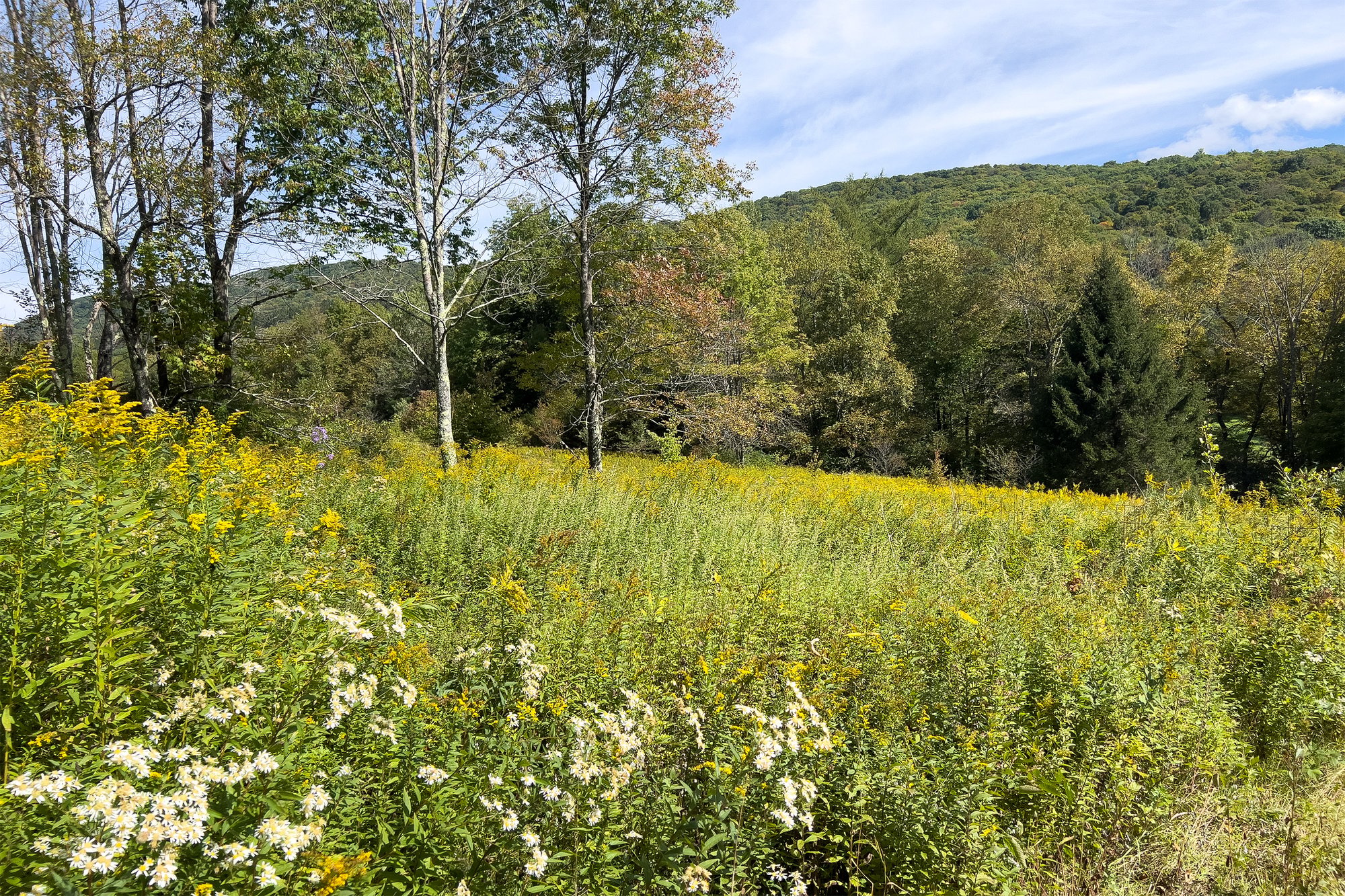 061 Adjacent 1,000+ NYS-NYC Land -- 1685 Dry Brook Rd