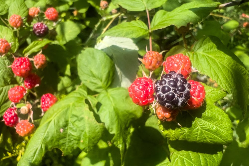 037-Back Yard Bounty - 39 Franklin St