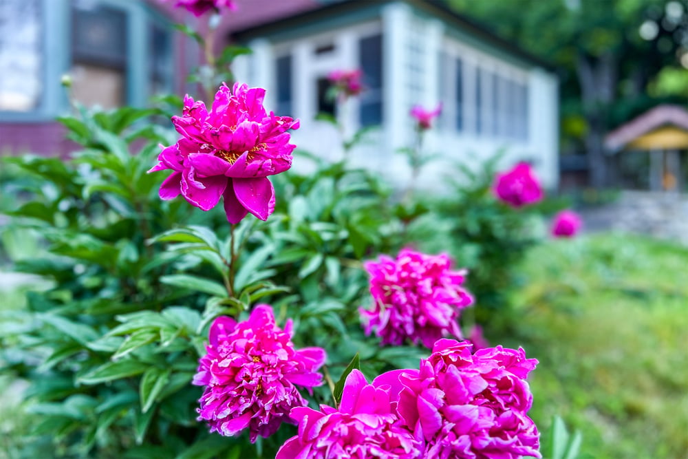 IMG_2574-Edit