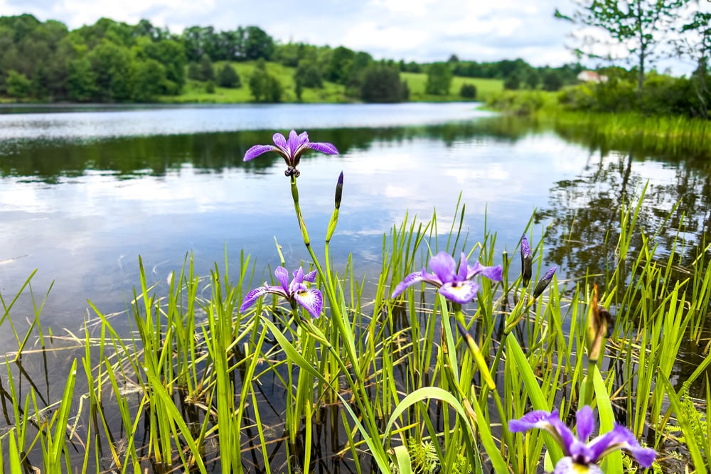 046 Private 8 acre lake  - Fusco Drive