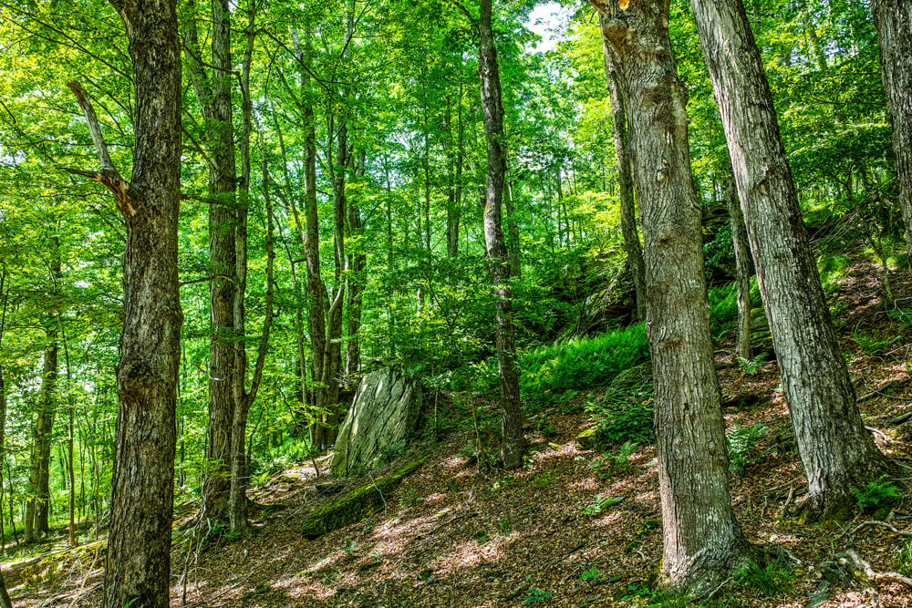 051 Rock Outcroppings - Fusco Drive