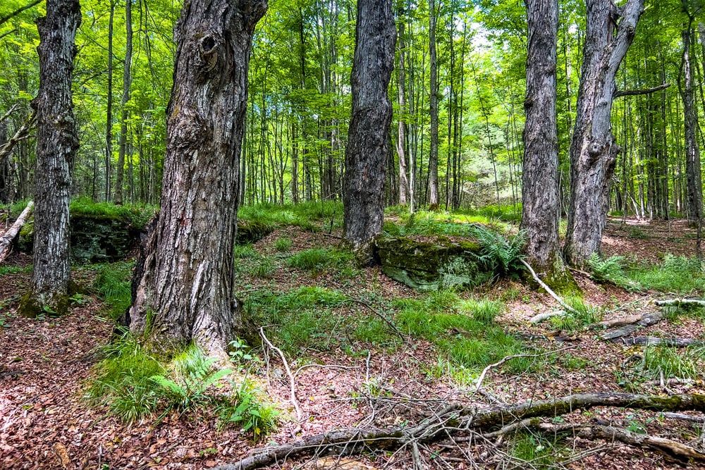 066 Private Forest - Fusco Drive