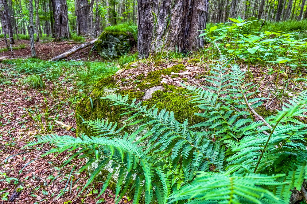 067 Private Forest - Fusco Drive