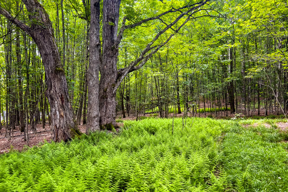 068 Private Forest - Fusco Drive