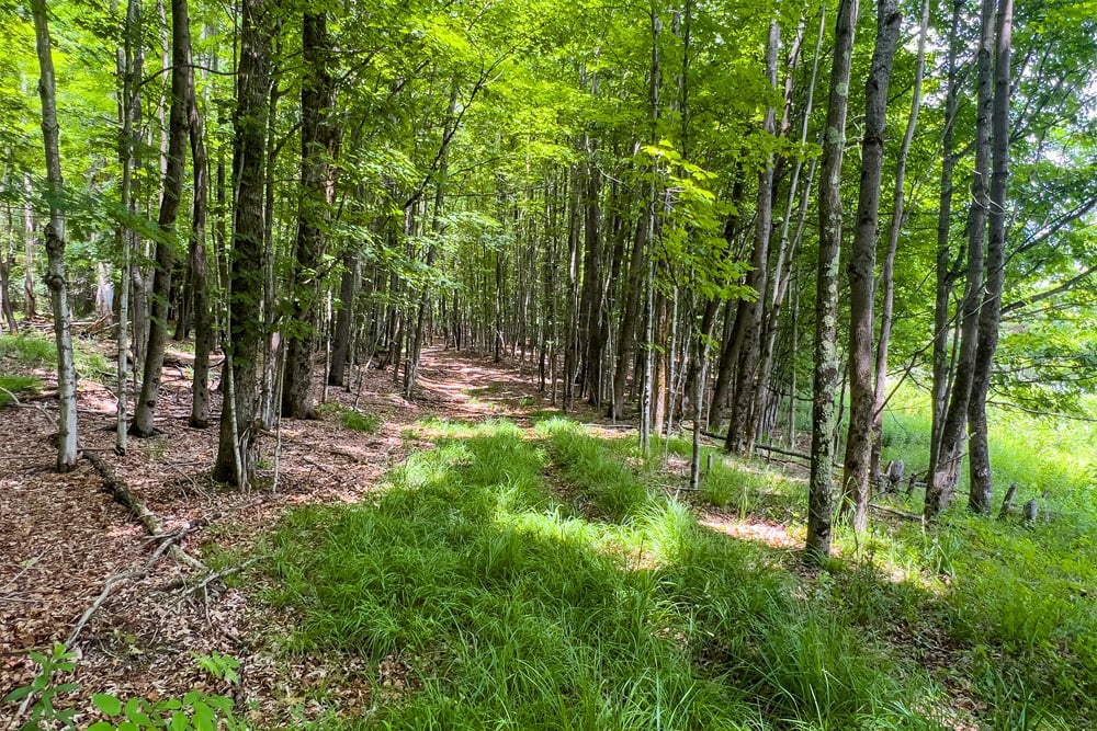 070 Private Forest - Fusco Drive