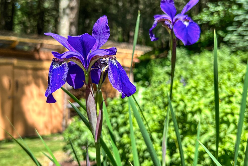 044 Mature Landscaping – 747 Crystal Meadows