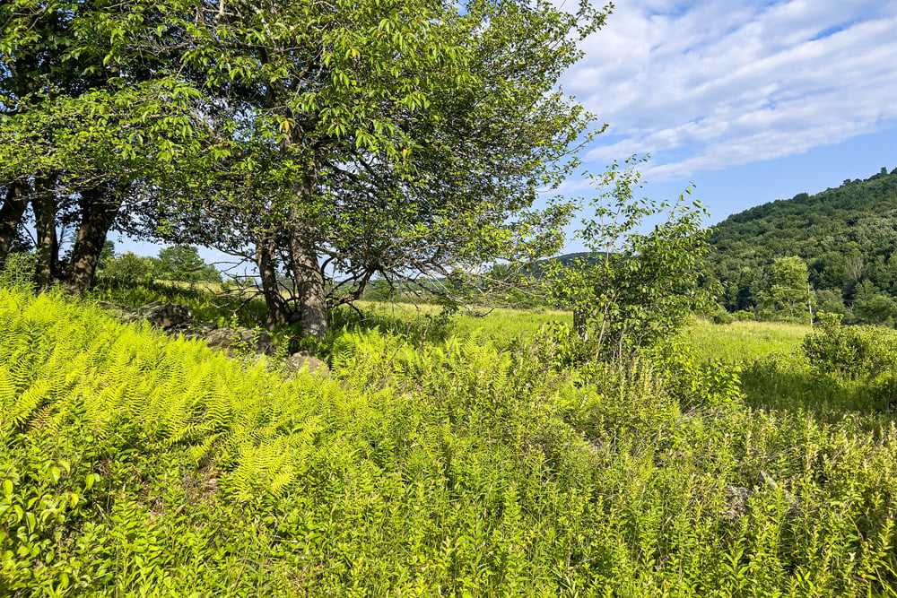 084 Classic Catskill Country - 7881 County Hwy 14