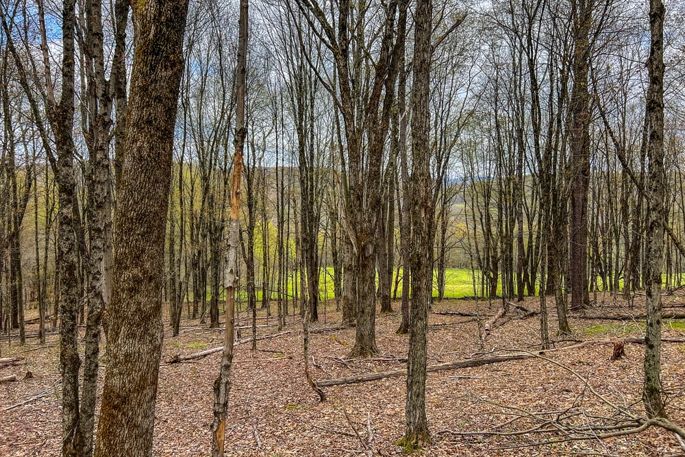 23 acres Brownell Rd -- 015