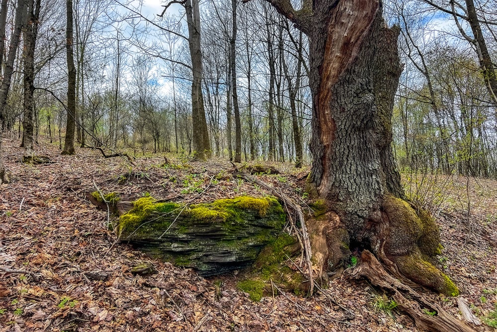 23 acres Brownell Rd -- 016
