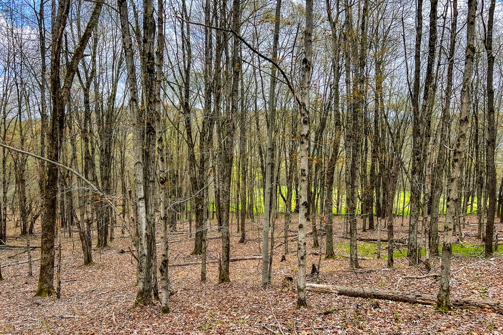 23 acres Brownell Rd -- 017