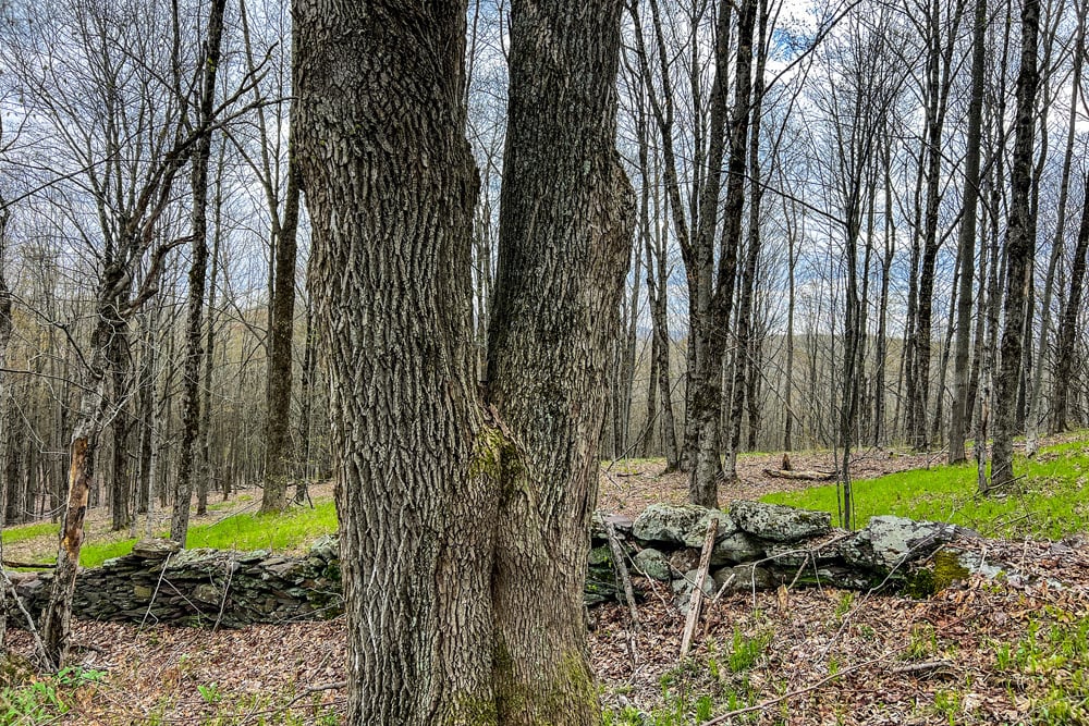 23 acres Brownell Rd -- 024