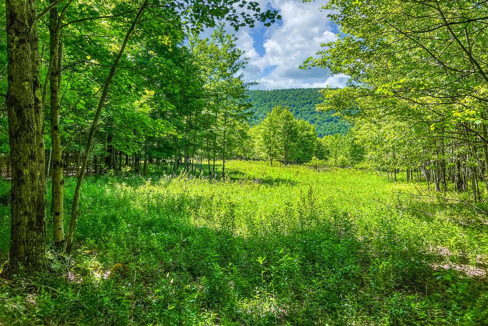 Sunny Slope -- 018