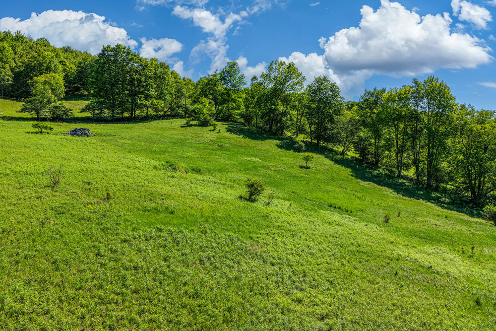 Sunny Slope -- 049