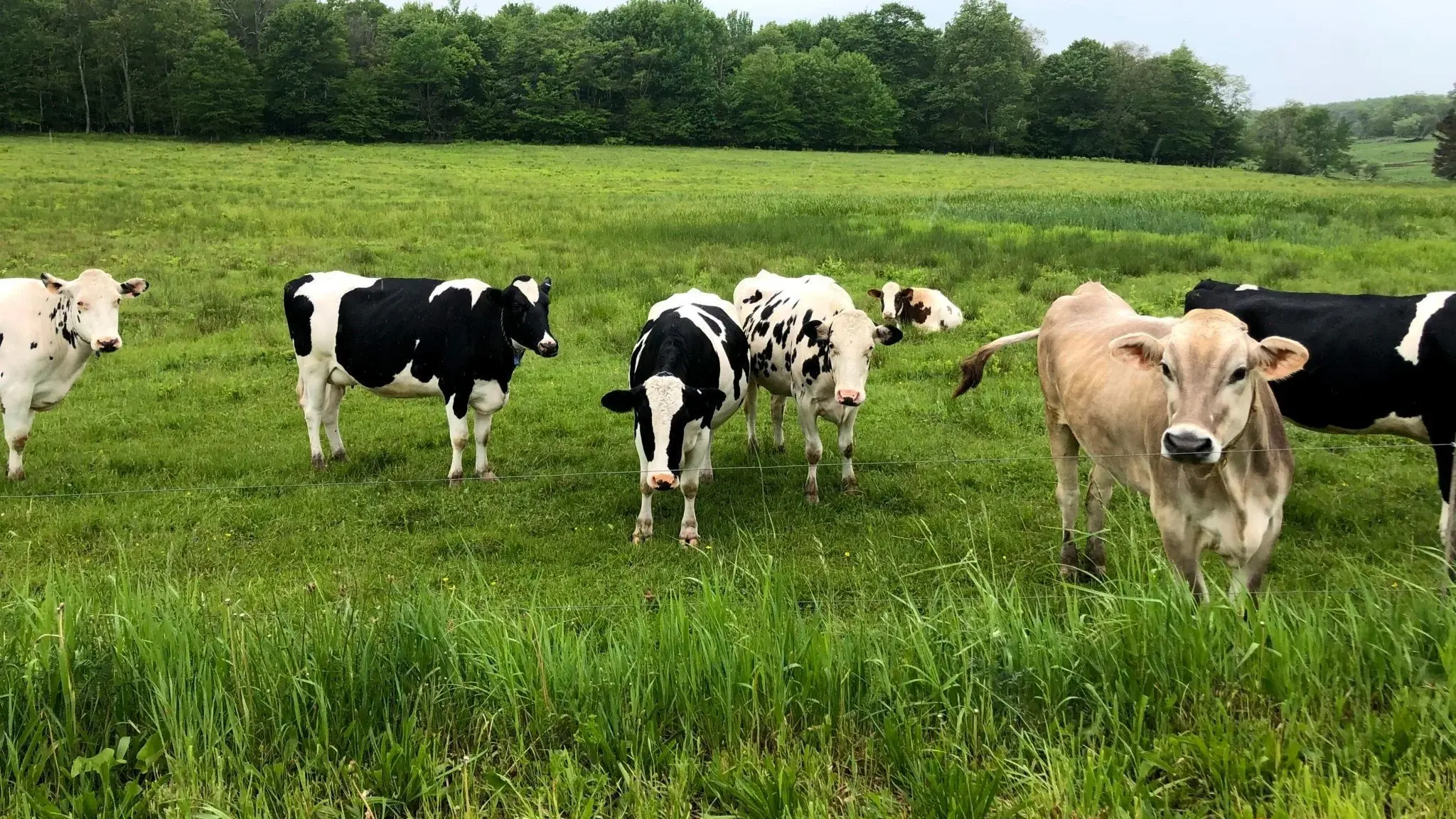 TWENTY YEARS AT THE DAIRY FEST
