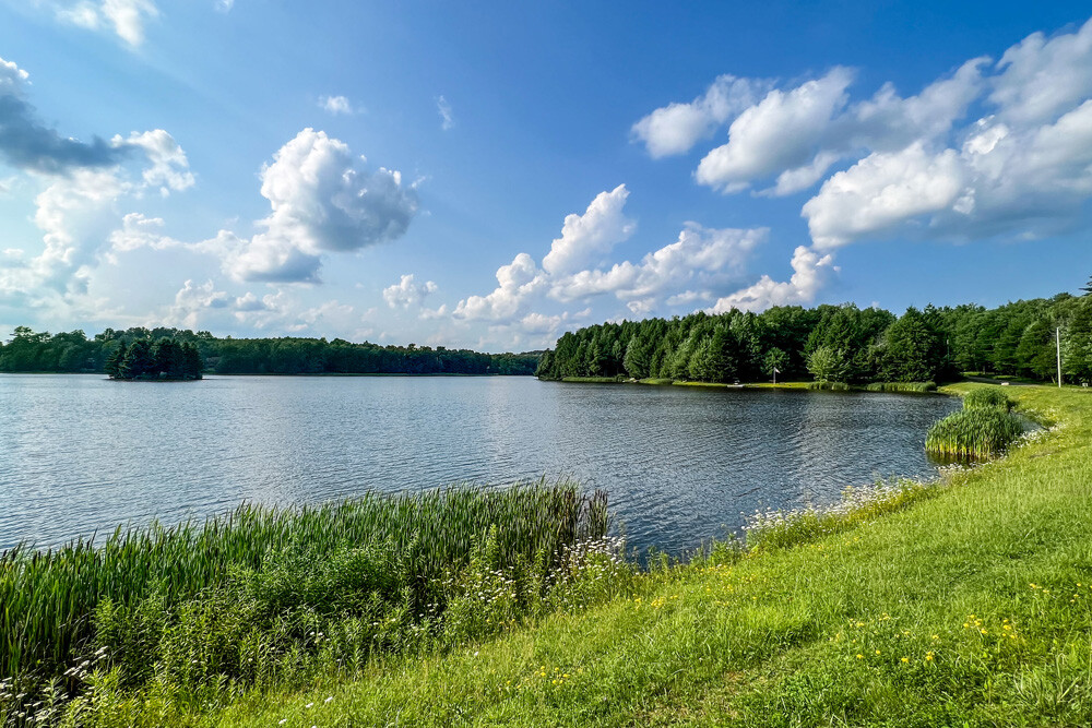 lake with grass beach